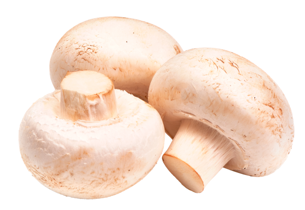 Грибы свежие Шампиньоны Русский гриб вес 