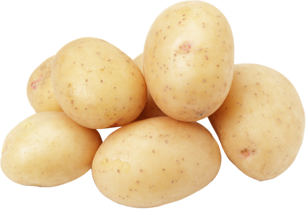 Корнеплод ранний Картофель белый сетка